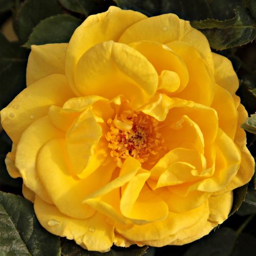 E-commerce, vendita, rose, in, vaso rose floribunde - giallo - Rosa Goldbeet - rosa non profumata - Werner Noack - Colori fioriti e caldi, una fioritura diversa dipende dalle fasi